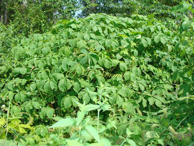  Plant